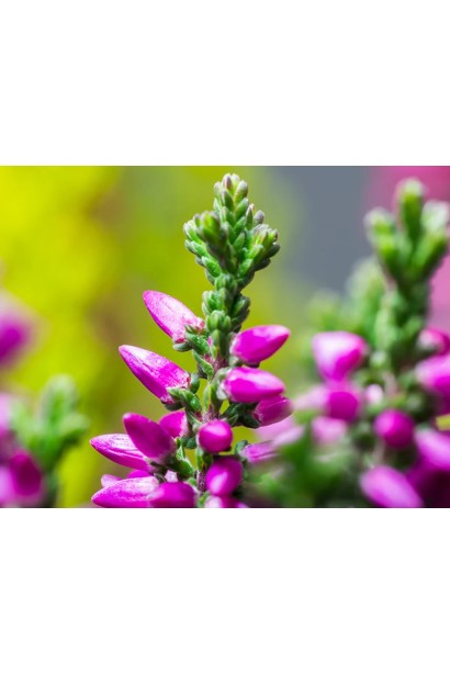 Вереск фиолетовый